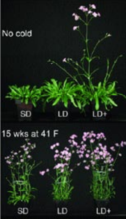 Improving perennial flower (Vernalization part 5) fig1